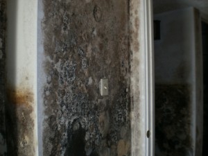 Mold Remediation